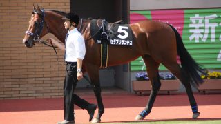 セダブリランテス新潟で地味にデビュー2連勝!アストラエンブレムまた惜敗・・・。