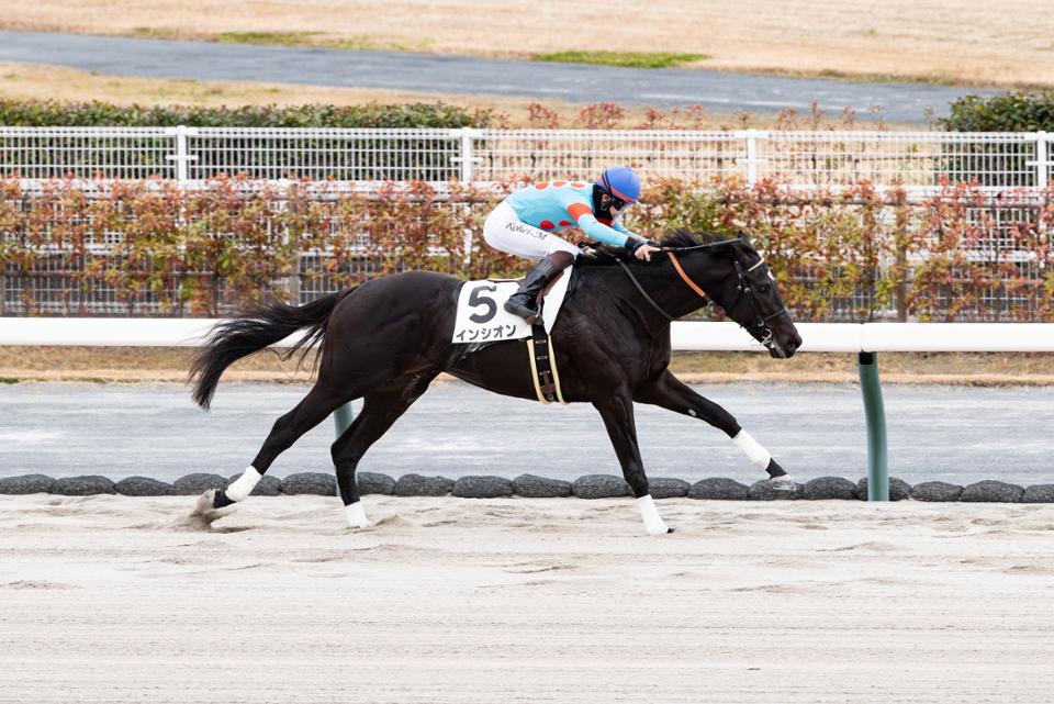 インシオン　未勝利戦